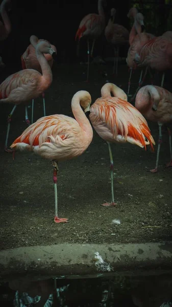 Tiro Vertical Belos Flamingos Zoológico — Fotografia de Stock