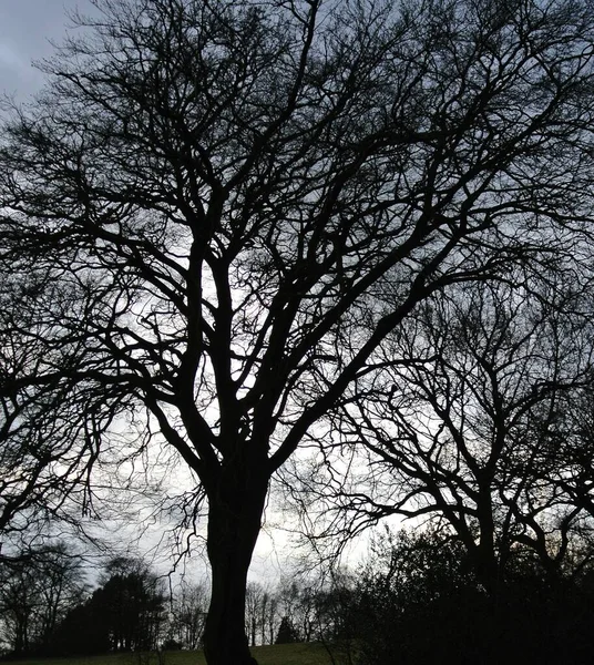 Une Silhouette Grand Arbre Avec Beaucoup Branches — Photo
