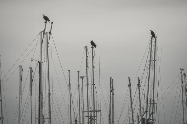 Una Hermosa Toma Tres Águilas Sentadas Mástiles Barco Durante Día — Foto de Stock