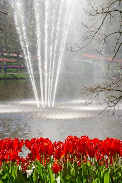 Pionowe Ujęcie Pięknych Tulipanów Kwitnących Pobliżu Wody — Zdjęcie stockowe