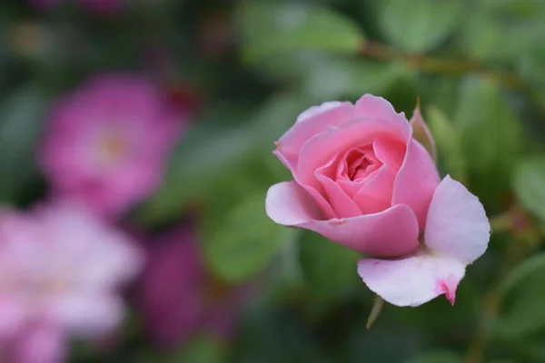 花园里一朵粉红色的花 — 图库照片