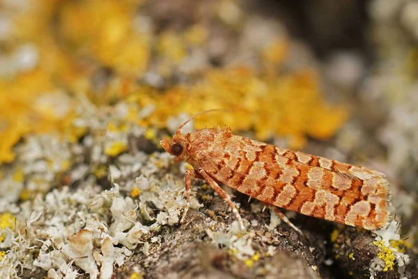 Closeup Attractive Orange Small Micro Moth Lozotaeniodes Formosana Sitting Lichen — Stock Photo, Image