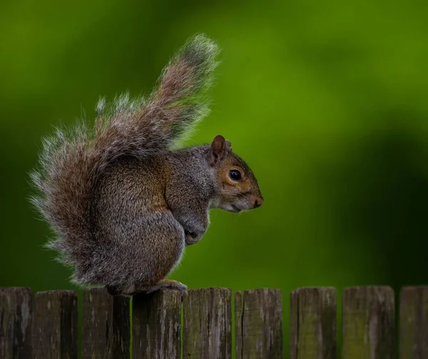 Een Schattige Eekhoorn Een Houten Hek — Stockfoto