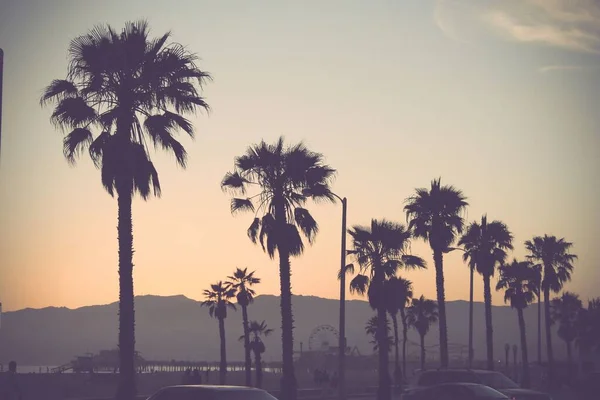 ロサンゼルスのサンタモニカの地平線に沈む夕日のヤシの木 — ストック写真