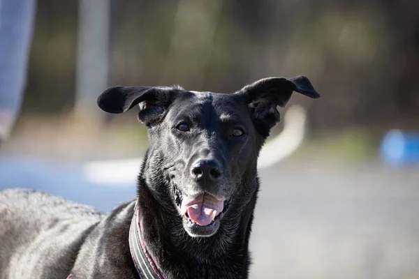 Close Adorável Feliz Majorca Shepherd Dog Com Boca Aberta — Fotografia de Stock