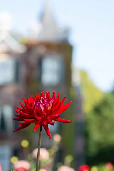 Вертикальный Снимок Красного Цветка Цветущего Саду — стоковое фото