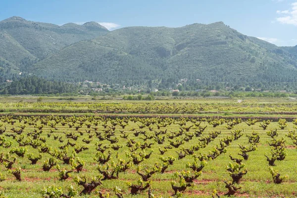 Üzüm Bağındaki Yeşil Sumoll Bitkilerinin Arkasında Dağlar Var — Stok fotoğraf