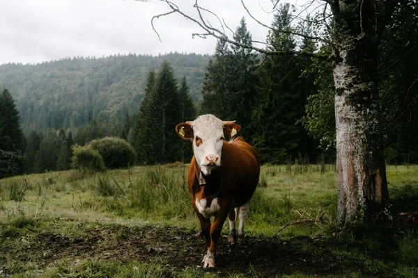 Piękny Widok Pola Krowy Stojącej Schwarzwald Niemcy — Zdjęcie stockowe