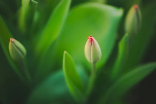 Вибірковий Фокусний Знімок Тюльпанів Пишним Зеленим Листям Саду — стокове фото