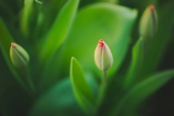 Tiro Seletivo Foco Das Tulipas Com Folhas Verdes Exuberantes Jardim — Fotografia de Stock