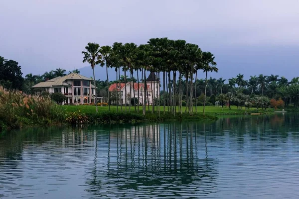 Belo Tiro Palmeiras Crescendo Costa Lago — Fotografia de Stock