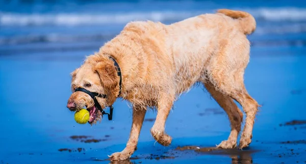 Nahaufnahme Eines Golden Retrievers Strand Mit Einem Ball Mund — Stockfoto