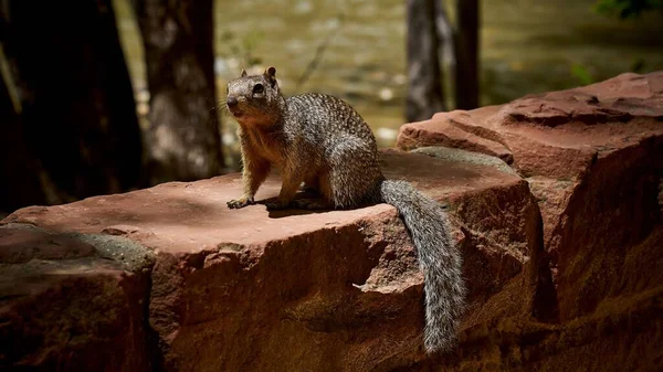 Ein Braunes Pelziges Eichhörnchen Sitzt Auf Einem Ziegel — Stockfoto