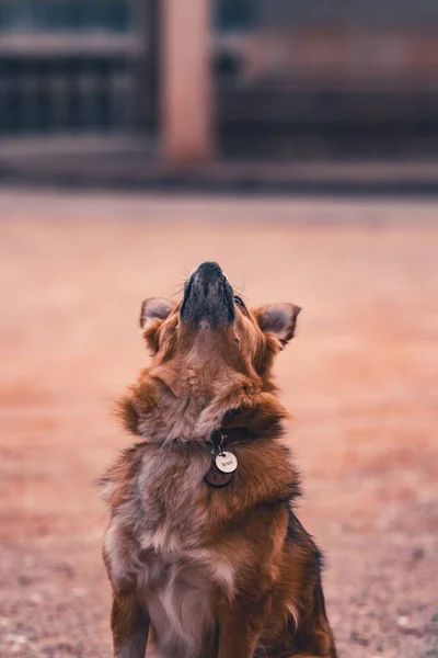 Een Verticaal Schot Van Een Bruine Harzer Fuchs Een Veld — Stockfoto