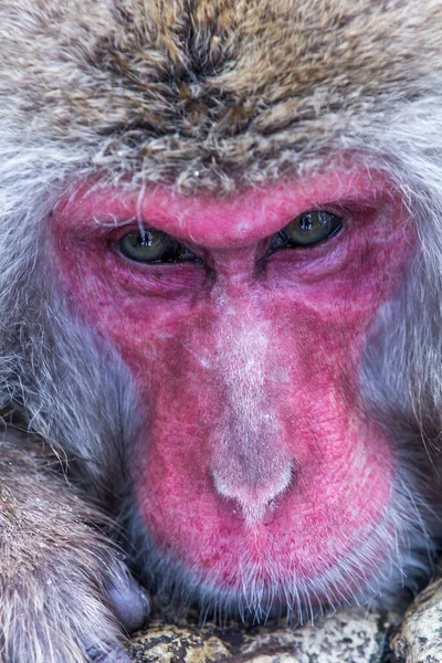 Japonský Macaque Vypadat Smutně Při Kousání Skály — Stock fotografie