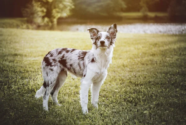 Μια Φωτογραφία Ενός Σκύλου Από Border Collie Στο Χωράφι Μια — Φωτογραφία Αρχείου