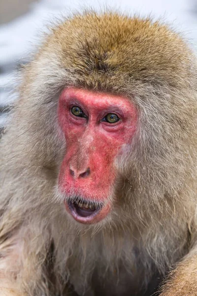 Nehirde Yüzen Bir Japon Maymunu — Stok fotoğraf