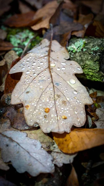 Upadły Jesienny Liść Ziemi — Zdjęcie stockowe