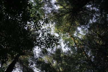 Bir ormanın alçak açılı görüntüsü.