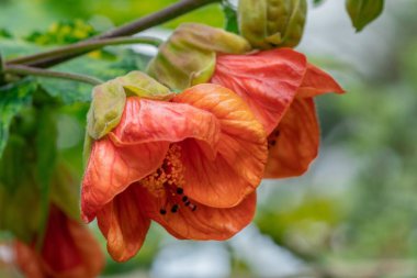 Gün boyunca bir bahçede turuncu bir Abutilon Darwinii 'nin yakın plan çekimi.