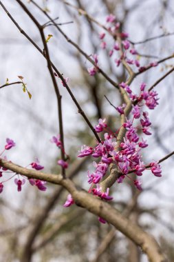 Ağaç dallarında bulanık bir arka planda bir demet güzel kiraz çiçeği.