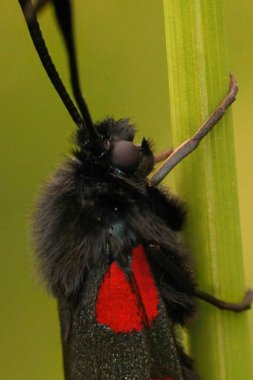 Renkli gündüz uçuşan güve, Zygaena filipendulae ya da yeşil arka planda altı nokta burnet dikey yakın çekim