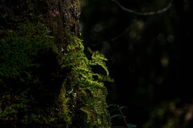 Ağaçtaki yosunların yakın plan çekimi.