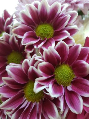 Bir buket mor kasımpatı dikey çekimi.