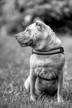Çinli bir Shar Pei köpeği güneşli bir günde parkta çimlerin üzerinde oturur.
