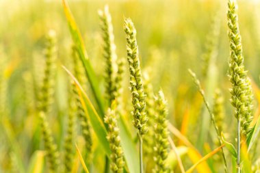 Buğday kulaklarının yatay fotoğrafı