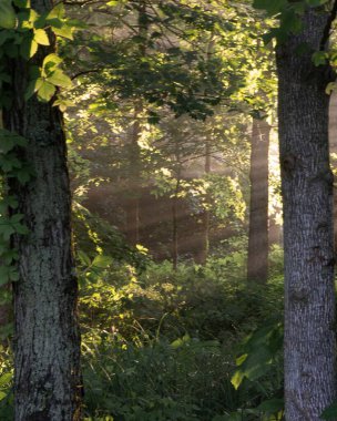 Gün ışığında bir ormanın dikey görüntüsü.