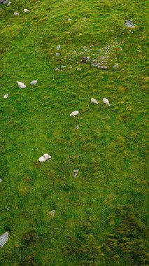Ormanda otlayan beyaz koyunların dikey görüntüsü.