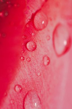 Güzel, pembe bir lale çiçeği. Arkasında çiy damlaları var.