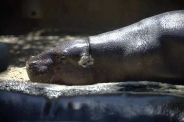 Kayanın üzerinde uyuyan bir su aygırının yumuşak odağı.