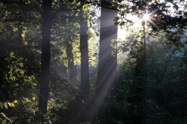 Güneş ışığının altında bir orman
