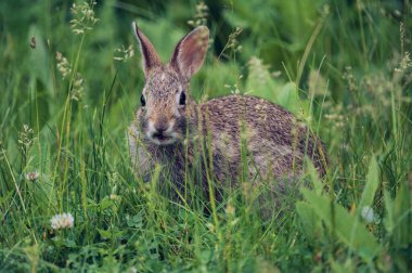 Çimlerde sevimli bir Avrupa tavşanı