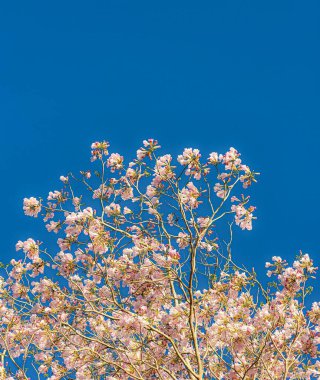 Mavi gökyüzünün altında çiçek açan bir ağacın güzel manzarası.