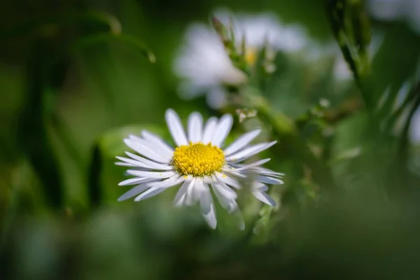 Uma Flor Margarida Totalmente Florescente Jardim — Fotografia de Stock