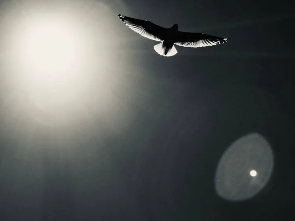 空に広がる翼と太陽が輝き輝く鳥のシルエットの低角度ショット — ストック写真