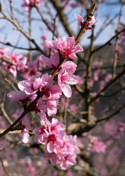 Bahçede Çiçek Açan Şeftali Ağacı — Stok fotoğraf