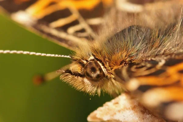 Ansiktsbehandling Närbild Våren Färgvariant Orange Karta Butterfly Araschnia Levana Sitter — Stockfoto