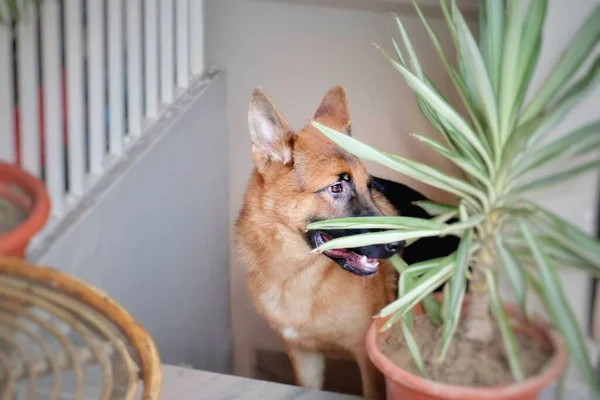 Önünde Bitki Olan Bir Alman Çoban Köpeği Merdivenlerde Duruyor — Stok fotoğraf