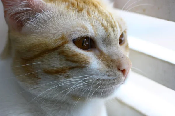 Proužkovaná Kočička Dívá Oknem — Stock fotografie