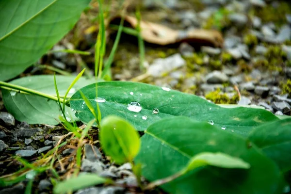 Primer Plano Una Hoja Verde Con Gotas Lluvia Ella —  Fotos de Stock