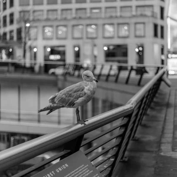 Ein Vogel Hockt Auf Einem Stahlzaun — Stockfoto