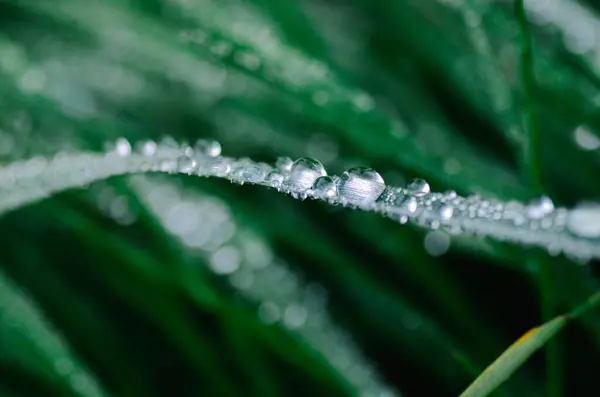 Sebuah Foto Closeup Dari Bilah Rumput Hijau Dengan Embun Dan — Stok Foto