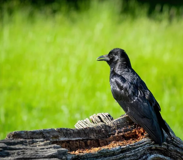 Cuervo Negro Sobre Una Madera — Foto de Stock