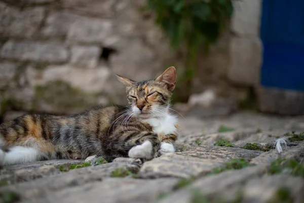 Yerde Yatan Avrupalı Bir Kedinin Yakın Plan Çekimi — Stok fotoğraf