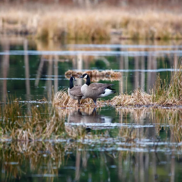 何羽かの野生のアヒルが湖に座って食べ物を探しています — ストック写真