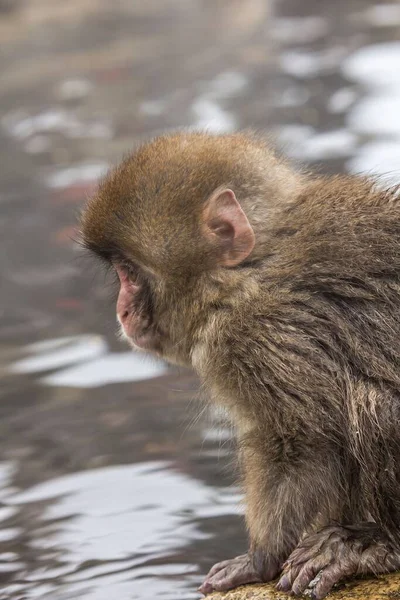 Macaco Japonês Rio Nadando — Fotografia de Stock